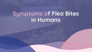 The Symptoms and Treatments for Flea Bites  Family Medicine Austin [upl. by Lrae479]