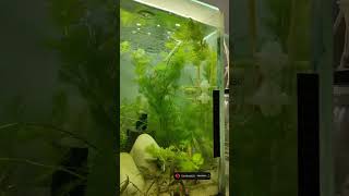 Guppy fish tank fishtank fishaquarium guppies fishfood shorts fishnfins2021 [upl. by Trojan]