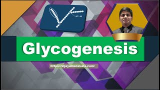 Glycogenesis I Animation I Carbohydrate metabolism [upl. by Annairba]