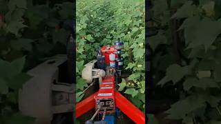 vst 130 powertiller works cotton field [upl. by Ayokahs]