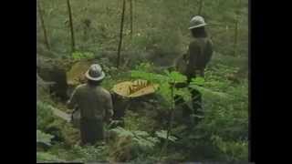 Valentine Logging  Coffman Cove Alaska  1983 [upl. by Griggs]