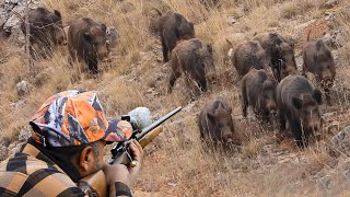 Wild Boar INVASION Incredible Hunting Shots and Unbelievable Action hunting hog [upl. by Rochette510]