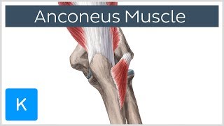 Anconeus Muscle  Origin Insertion amp Innervation  Human Anatomy  Kenhub [upl. by Erdman399]