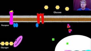 Signal Transmission and Gene Expression [upl. by Hgielyk552]