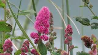 Rose Spirea Spiraea douglasii [upl. by Samaria]