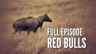 South Texas Nilgai Hunting  quotRed Bullsquot [upl. by Frodeen]