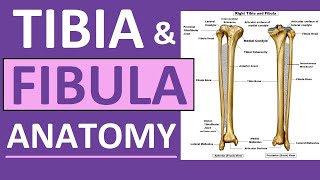 Tibia and Fibula Anatomy of Leg Bones  Anatomy amp Physiology [upl. by Atirb323]