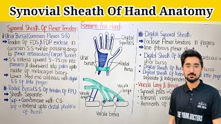 Synovial Sheath Of Hand Ulnar BursaRadial Bursa amp Digital Synovial SheathVincula Longa amp Brevia [upl. by Philana]