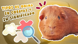 💧 ¿Qué dice la ORINA de tus COBAYAS  CUYOS  CUYES sobre su SALUD 🐹 Importancia y tipos 🕵️‍♀️ [upl. by Graves]