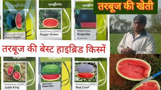 Sajanta watermelon hybrid varietyतरबूज की खेतीsugar queen red Chiefsuper queenagasta watermelon [upl. by Ahsieit]