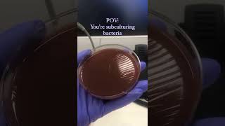 Subculturing Bacteria science microbiology biology trending viralvideo bacteria microbes [upl. by Yorztif]