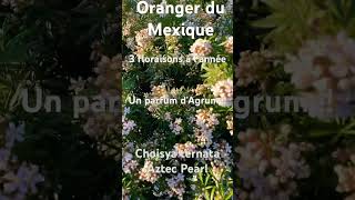 Un oranger du Mexique avec 3 floraisons à lannée choisya arbuste vegetosphere [upl. by Goerke]