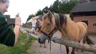 Rc het Fjordenpaard huren 150924 [upl. by Isabeau528]