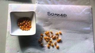 Germinating Supermarket Popcorn [upl. by Alyahc]