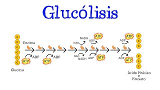 💥 Glucólisis 💥 Para principiantes  Generalidades Fácil y Rápido  BIOLOGÍA  QUÍMICA [upl. by Servetnick412]