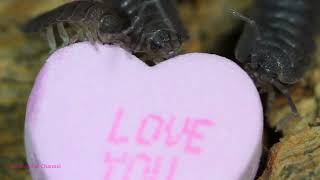 Isopods Eat Valentines Day Conversation Hearts [upl. by Nathalie]