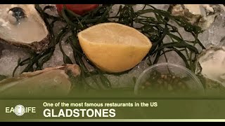 Gladstones Malibu [upl. by Craw]