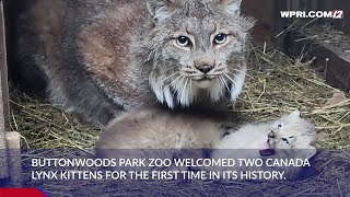 Video Now Buttonwood Park Zoo celebrates firstever litter of Canada lynx kittens [upl. by Llednav]