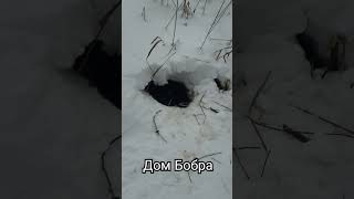 Бобер круто устроился Зимняя платина берлога Bobersorts nature shortvideo природа бобер [upl. by Ellak]