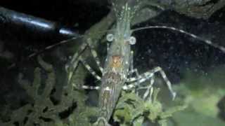 Dock Shrimp Pandalus danae [upl. by Nitaj]