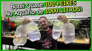 Coloquei 75 PEIXES no Aquário de 1000 Litros de Acará Disco Plantado [upl. by Aker]