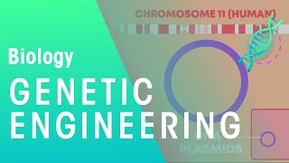 Genetic engineering  Genetics  Biology  FuseSchool [upl. by Aitak595]