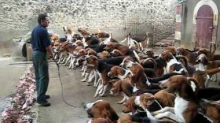 Crazy feeding frenzy with the hounds at Chateau Cheverny [upl. by Airtal]