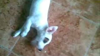 Parson russell terrier training 3months [upl. by Ailedua]