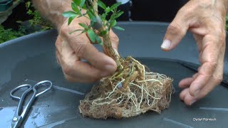 Die Serissa als Bonsai Wir machen einen neuen Bonsai im Sommer [upl. by Nancie]