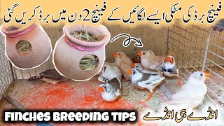 FINCHES BIRD BREEDING BOX  Finches bird breeding tips  finches bird [upl. by Kubiak188]