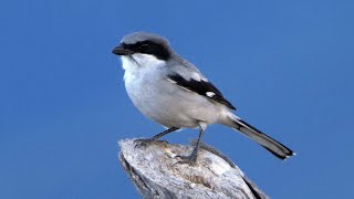 Loggerhead Shrike and its call [upl. by Arbrab]