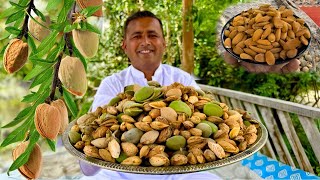 Almond Harvesting Skardu  Badam Halwa Recipe  Almond Farming  Village Food Secrets [upl. by Gurias]