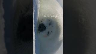 slapping harp seal harpsealinoneminute factsaboutharpseal nationalgeographicuk harpsealmother [upl. by Bev]