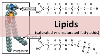 Lipids Saturated amp Unsaturated fats  updated [upl. by Airamak950]