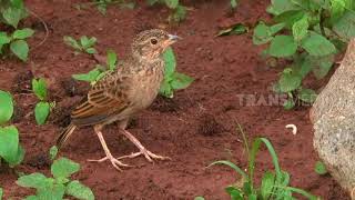 DUNIA BINATANG  BURUNG ERA 90 AN DAN ZAMAN NOW 261217 3  3 [upl. by Haugen]