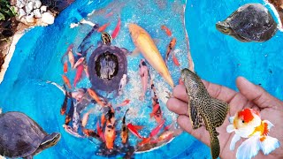 Catching Fish Ornamental Koki Koi Goldenfish Glofish Betta Turtle Ambon [upl. by Merrile]