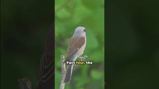 Shrike 8 Unbelievable Facts Unveiled wildlife [upl. by Shaughnessy]