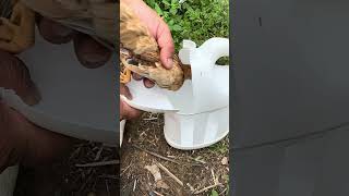 How to make a simple chicken cage shorts bushcraft outdoor survival viralvideo camping forest [upl. by Ived]