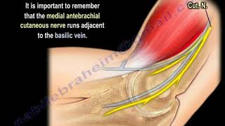 NERVE INJURY The Medial Antebrachial Cutaneous Everything You Need To Know  Dr Nabil Ebraheim [upl. by Voltz]