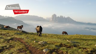 DOLOMITES Val Gardena  Summeremotions in the Dolomites [upl. by Bertine]