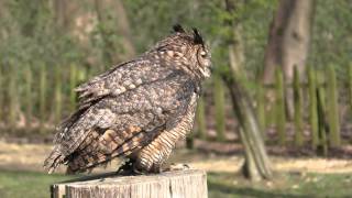 4K Video of Magellans Eagle Owl [upl. by Ger599]