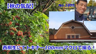 【秋の気配を撮る】in西桐生by トキナー100mmマクロ（動画No1895） [upl. by Barb]