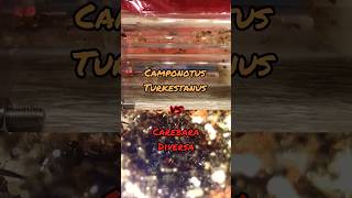 Carebara Diversa VS Camponotus Turkestanus edit ants shorts 1v1 [upl. by Didi]