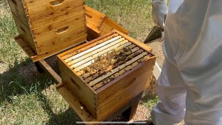 Year One Beekeeping  Ruining My Honey Harvest Chances 07142024 [upl. by Ainedrag]