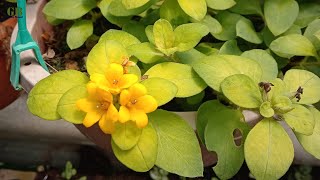 Lysimachia [upl. by Win]