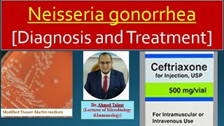 Neisseria 3 Diagnosis and treatment of Gonorrhea [upl. by Ilehs]