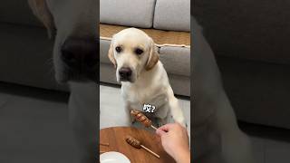 कुत्ते के साथ मत खेलो 🤪😜 Dont Play With emotions Of Dog💔 youtubeshorts viralvideo trending dog [upl. by Aicetal]