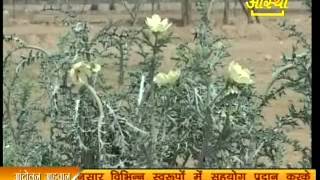 सत्यानाशी Prickly Poppy Mexican Poppy [upl. by Mackey]