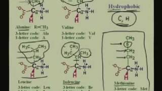 Lecture  1 Amino Acids I [upl. by Andromache]