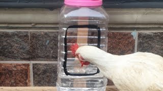 How To Make Drinker For Chickens With Waste Plastic Material Without Spending Money [upl. by Charlena]